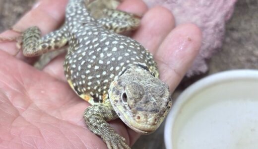 クビワトカゲ　手乗りクビワ