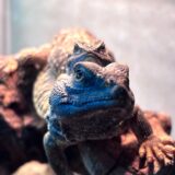 ディスパートゲオアガマの仲良しさん