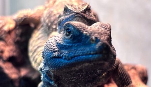 ディスパートゲオアガマの仲良しさん