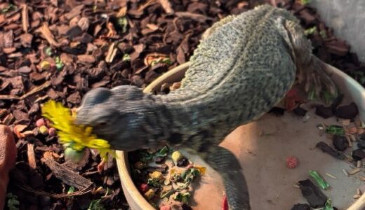 ディスパートゲオアガマ　陽キャです