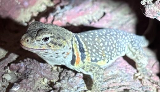 クビワトカゲ　ついに産卵(*´▽｀*)