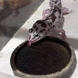 ニシアフ　よく水を飲んでいます