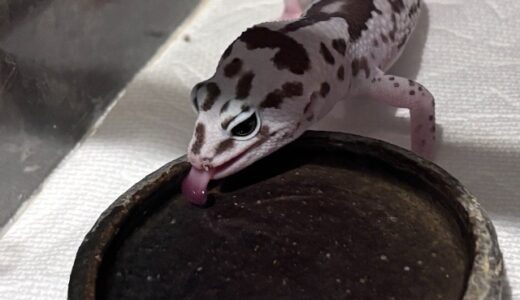 ニシアフ　よく水を飲んでいます