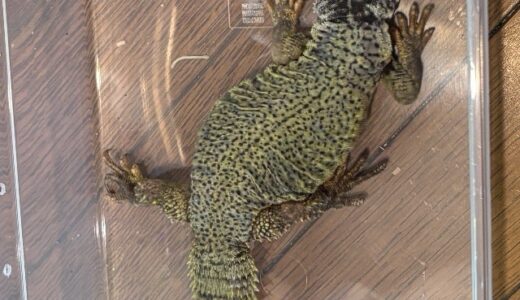 ディスパートゲオアガマの変化