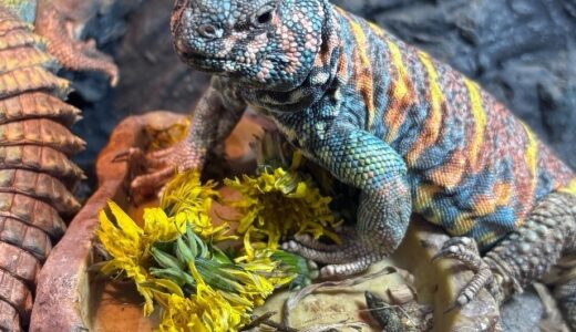 タンポポがとれるいい季節になりました