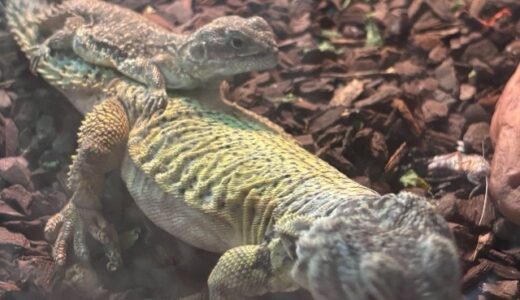 コバンゼノガマ？？