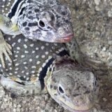 クビワトカゲ　発情中　負傷中