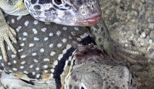 クビワトカゲ　発情中　負傷中