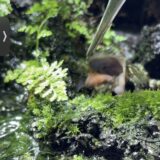 ベトナムコケガエルの捕食シーン