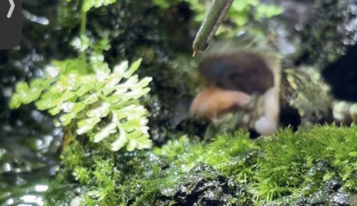 ベトナムコケガエルの捕食シーン