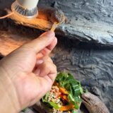 ストケスイワトカゲ　手から食べるようになった