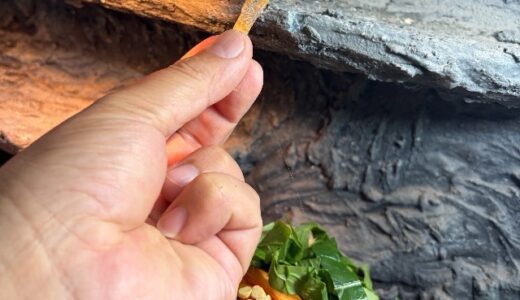 ストケスイワトカゲ　手から食べるようになった