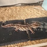 ソメワケササクレヤモリ　急に餌を食べなくなった