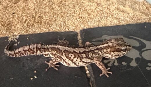 ソメワケササクレヤモリ　急に餌を食べなくなった