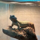 ディスパートゲオアガマ　かっこい〜