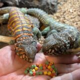 仲良しトゲオアガマ　オルナータとフィルビー