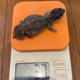 テイラーカワリアガマ　持ってると思うんですよね・・・