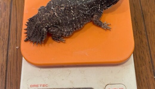 テイラーカワリアガマ　持ってると思うんですよね・・・