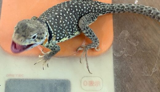 クビワトカゲ　持ってると思うんですよね