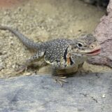 お腹の大きな子たち