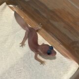 ニシアフ　オレオ・パターンレス