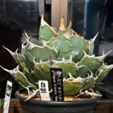 アガベにハマってます