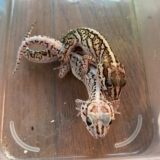 ソメワケササクレヤモリ　追い掛け何回目？