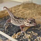ソメワケササクレヤモリ　チタニウム　脱皮のお手伝い