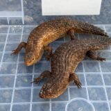 ストケスイワトカゲ ケンカはなくなりました。