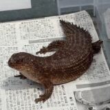 ストケスイワトカゲ　ペア飼育