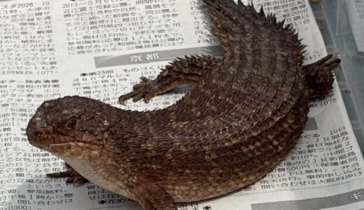 ストケスイワトカゲ　ペア飼育