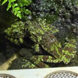 ベトナムコケガエルが鳴いた