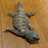 オルナータトゲオアガマのルナタくん　最近キレイ