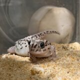 ソメワケササクレヤモリ　一度やめさせます。