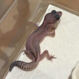 ニシアフ　オレオ・パターンレス　好きなんですよねぇ。