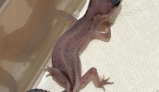 ニシアフ　オレオ・パターンレス　好きなんですよねぇ。