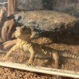 ディスパートゲオアガマ　メスだけがいつもお出迎え