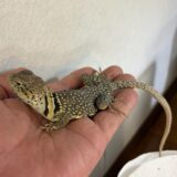 クビワトカゲ　ちょっと心配
