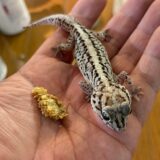 ソメワケササクレヤモリ　またもや無精卵？