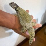 ディスパー君　めちゃキレイ