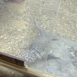 クビワトカゲ　突然死