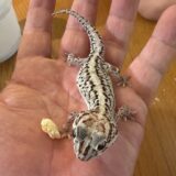 ソメワケササクレヤモリ　無精卵