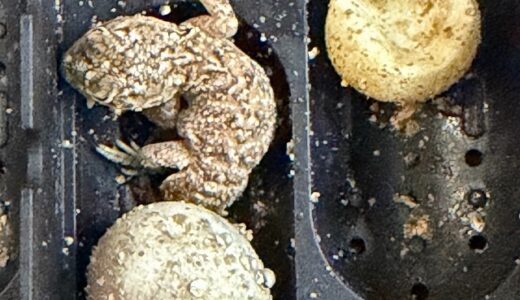 ゼノガマ　ベビー誕生！！　40日で孵化