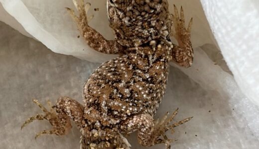 ゼノガマ（テイラーカワリアガマ）ベビー誕生　合計4匹に！！