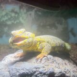 ゲイリートゲオアガマ　きれいなヤツ