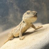 ゼノガマ　9/5生まれのベビー