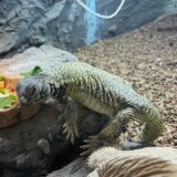 ディスパートゲオアガマ　ペア