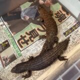 ストケスイワトカゲ　ペア