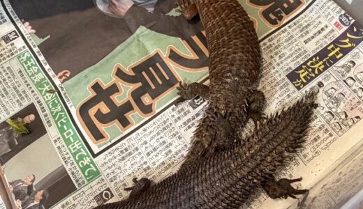 ストケスイワトカゲ　ペア