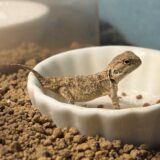ゼノガマ（テイラーカワリアガマ）　ベビーの成長速度差